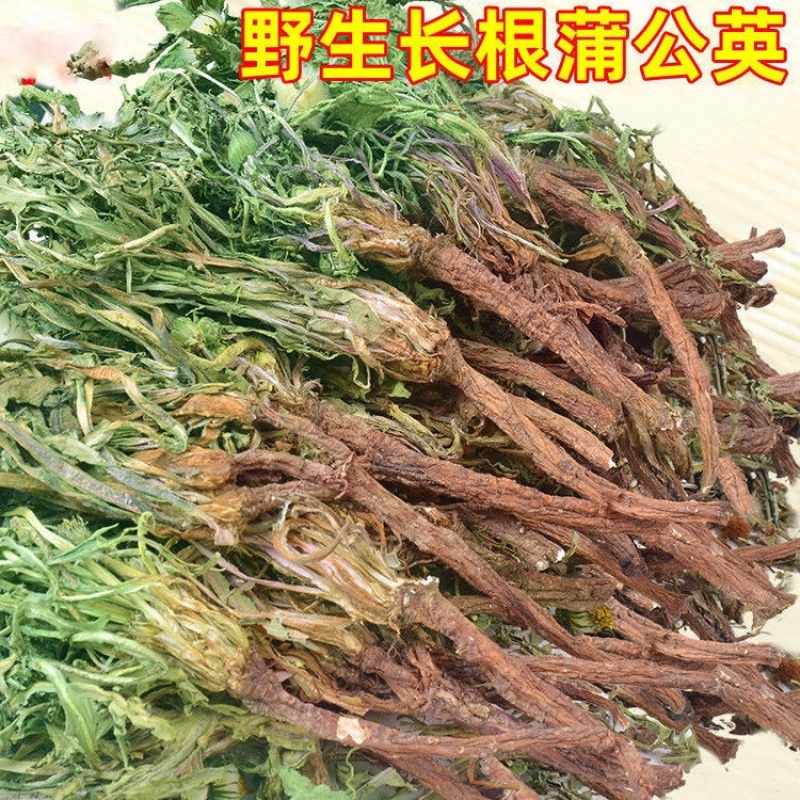 山东野生蒲公英纯草带根叶纯，量大从优，欢迎采购