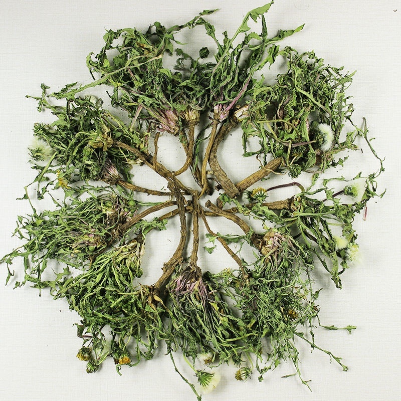山东野生蒲公英纯草带根叶纯，量大从优，欢迎采购