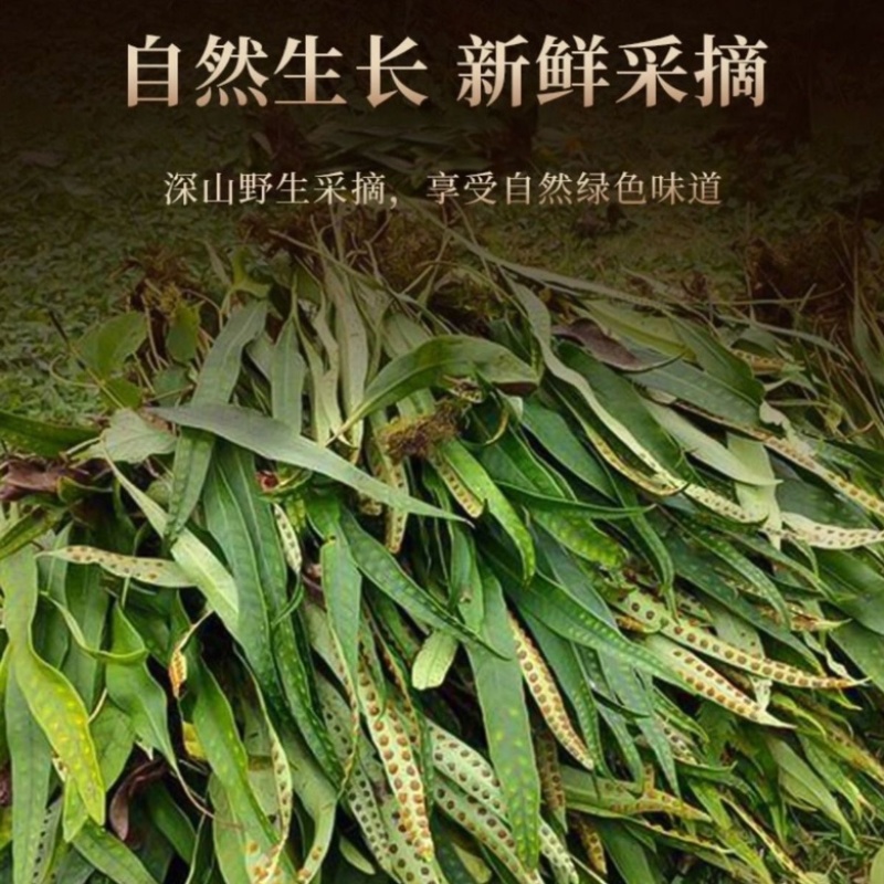 云南大叶化石草中药材野生化石草肾精草精选野生肾精茶化