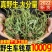 车前草野生中药材整株全草新鲜无硫干牛舌草晒干车前草