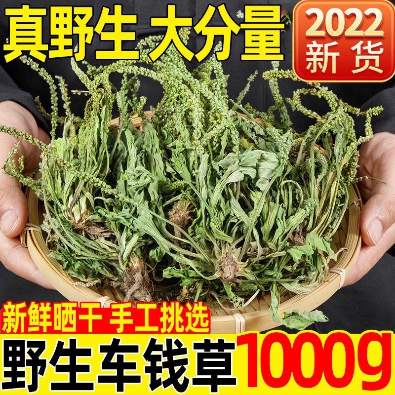 车前草野生中药材整株全草新鲜无硫干牛舌草晒干车前草