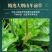 车前草野生中药材整株全草新鲜无硫干牛舌草晒干车前草
