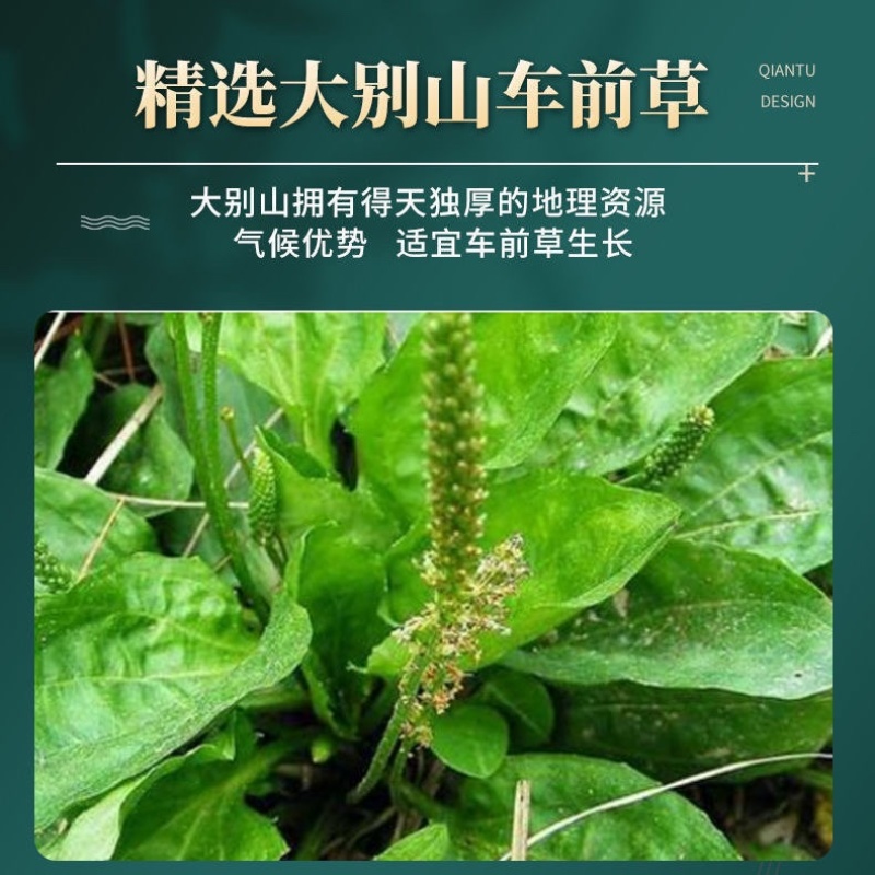 车前草野生中药材整株全草新鲜无硫干牛舌草晒干车前草