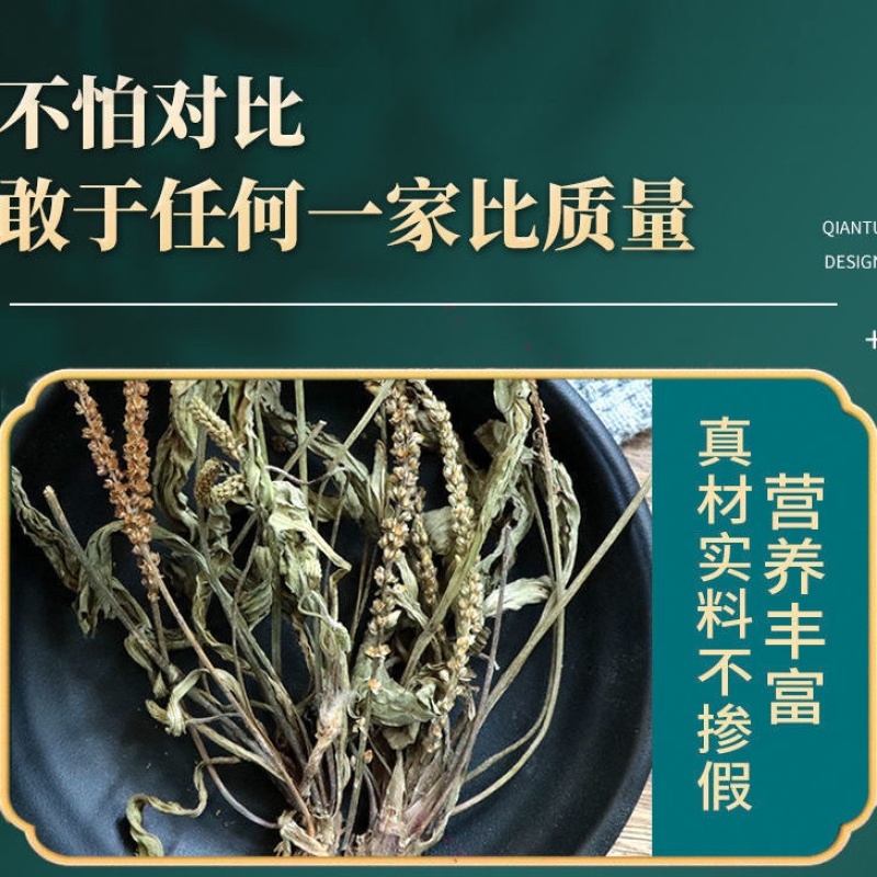 车前草野生中药材整株全草新鲜无硫干牛舌草晒干车前草