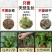 车前草野生中药材整株全草新鲜无硫干牛舌草晒干车前草