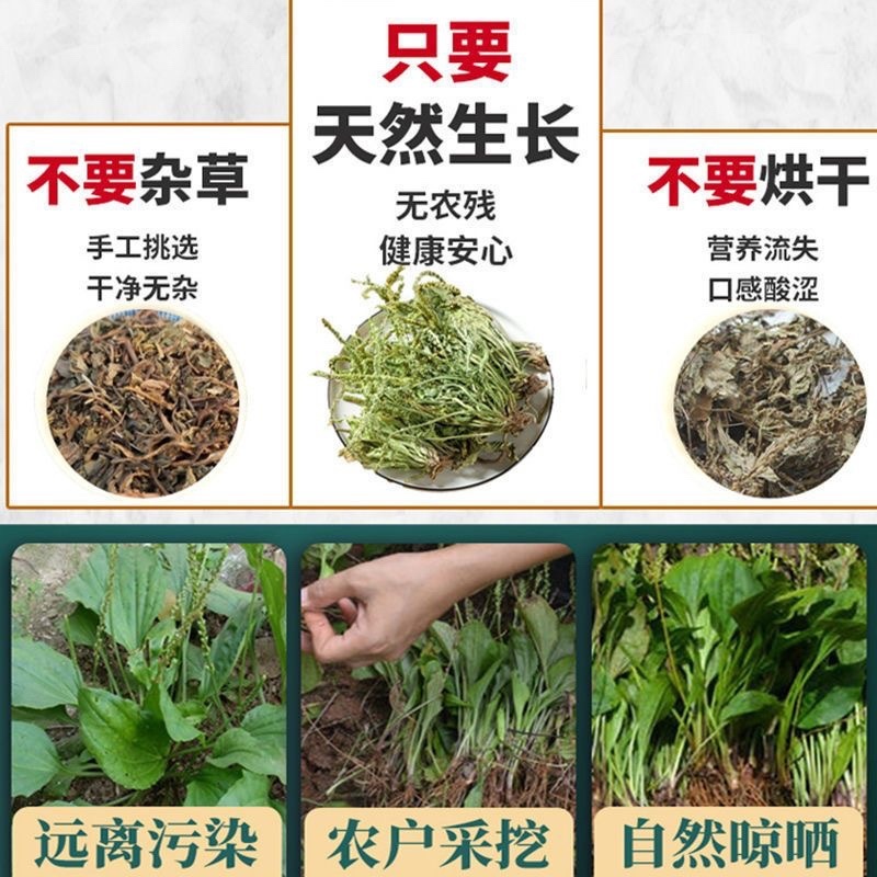 车前草野生中药材整株全草新鲜无硫干牛舌草晒干车前草