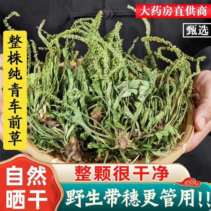 车前草野生中药材整株全草新鲜无硫干牛舌草晒干车前草