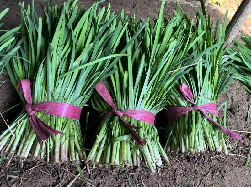 山东聊城莘县大量供应产地韭菜.电商商超市场质量保证