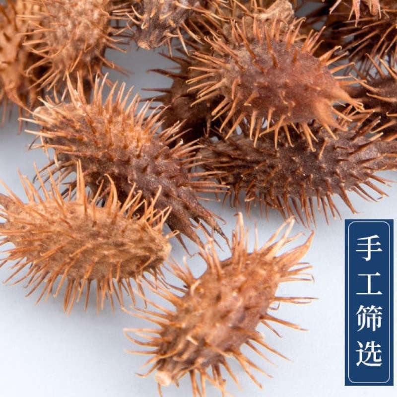 苍耳子新货正宗苍刺头实苍子苍棵子胡苍子苍耳仁