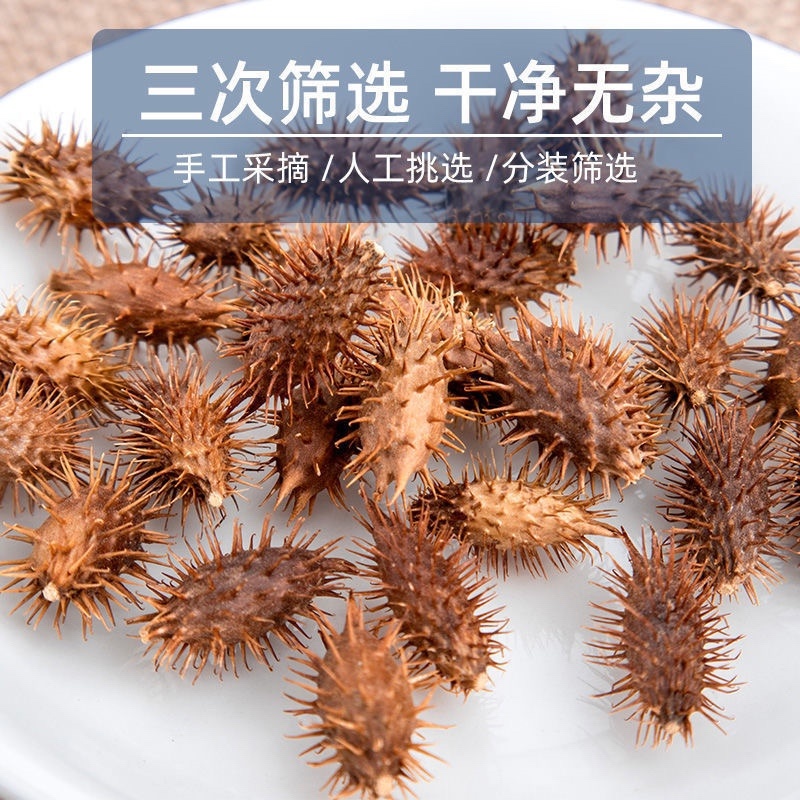 苍耳子新货正宗苍刺头实苍子苍棵子胡苍子苍耳仁