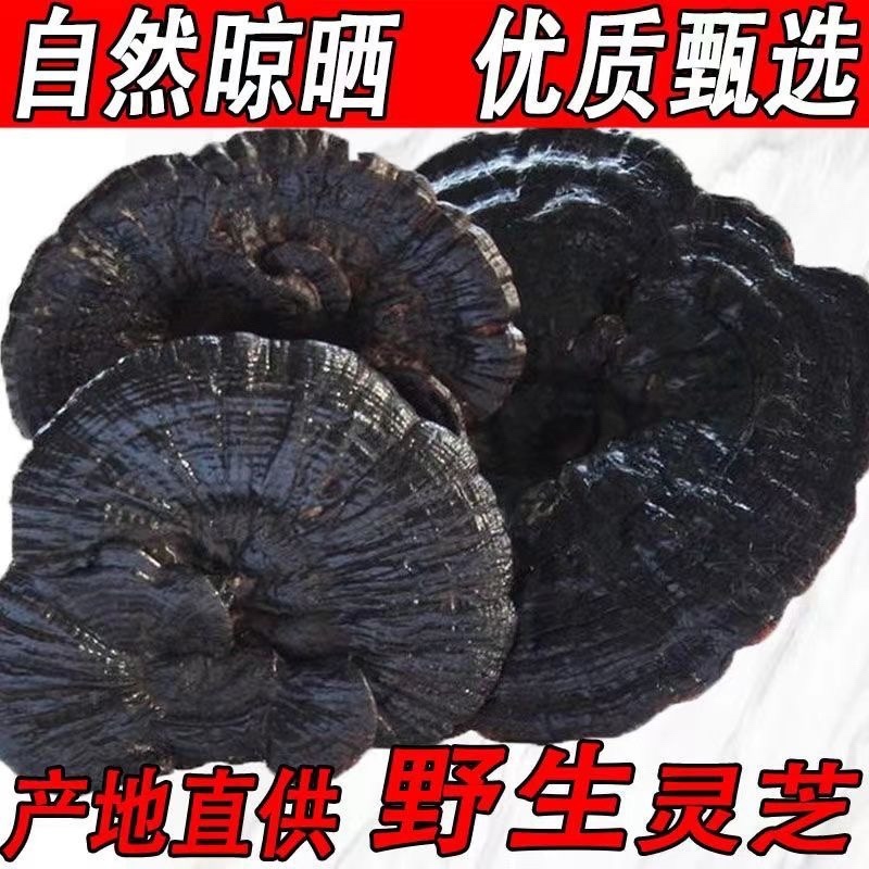 野生黑灵芝正品深山天然黑灵芝片泡茶煮茶整枝紫赤灵芝片