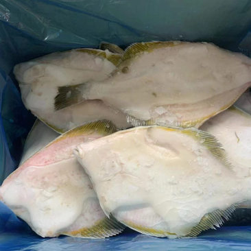 【现货抢购中】黄金鲽鱼，原料单冻都有，量大从优