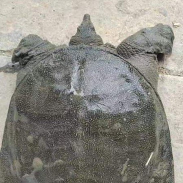 生态甲鱼