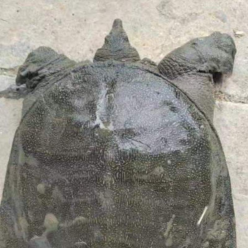 生态甲鱼