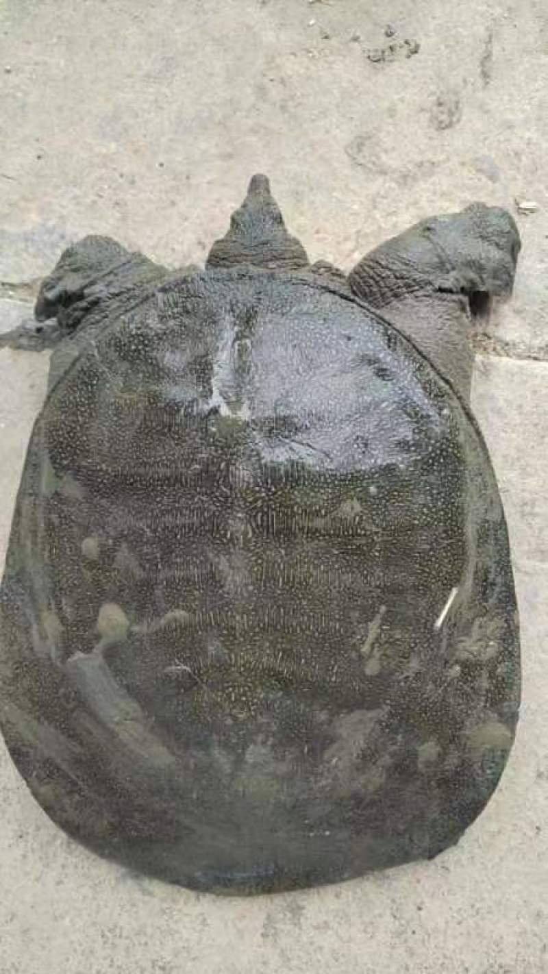 生态甲鱼