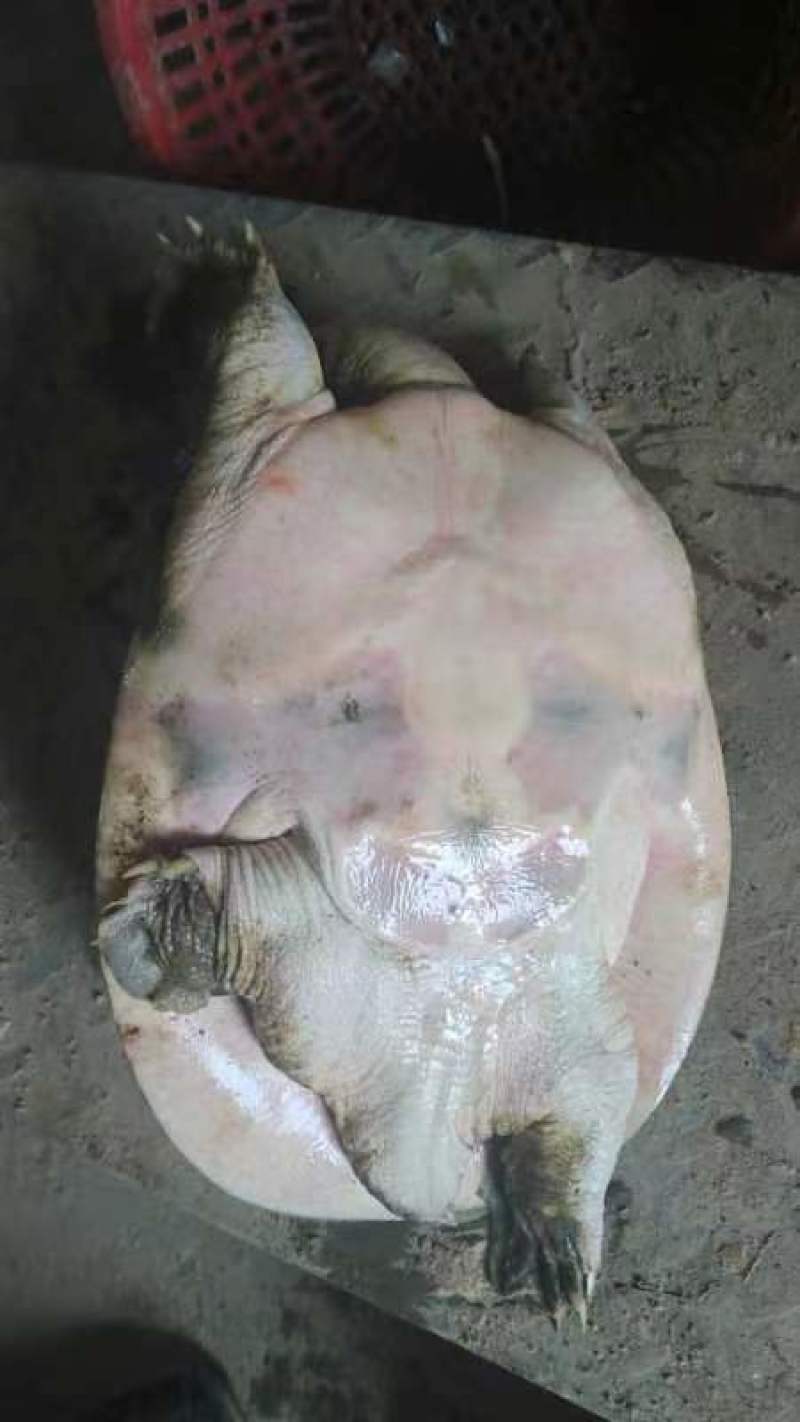 生态甲鱼