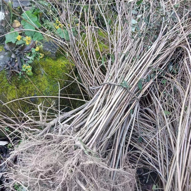 三门峡供应药用连翘苗，大规格的药用连翘苗价格优惠
