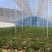十年质保养牛大棚整套牛棚含覆盖全国发货包建