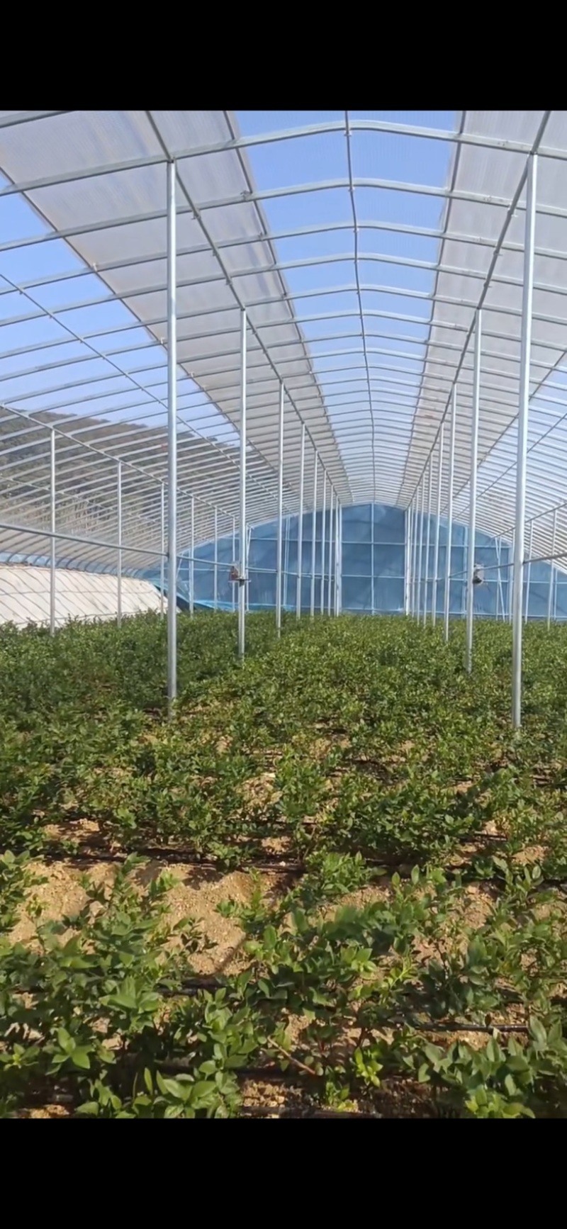 十年质保养牛大棚整套牛棚含覆盖全国发货包建