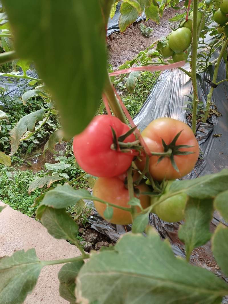 西红柿弧二以上硬粉通货