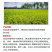悦联稼宝10%调环酸钙红薯地瓜草莓控旺控梢膨果生长调节