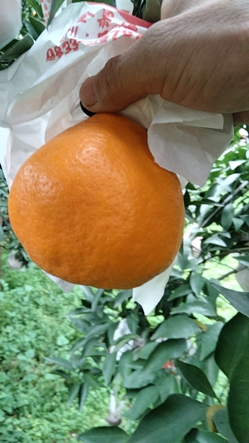 眉山春见耙耙柑