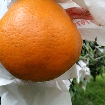 眉山春见耙耙柑
