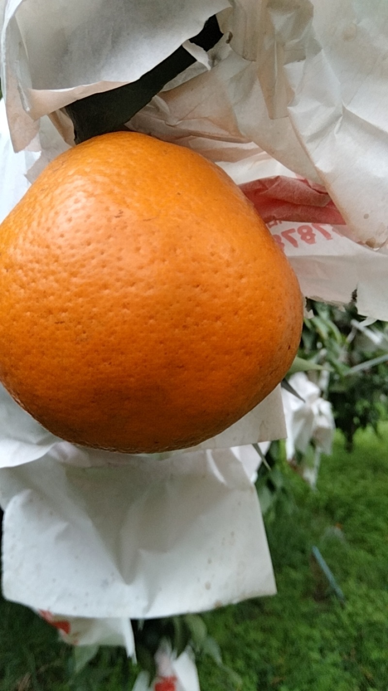 眉山春见耙耙柑