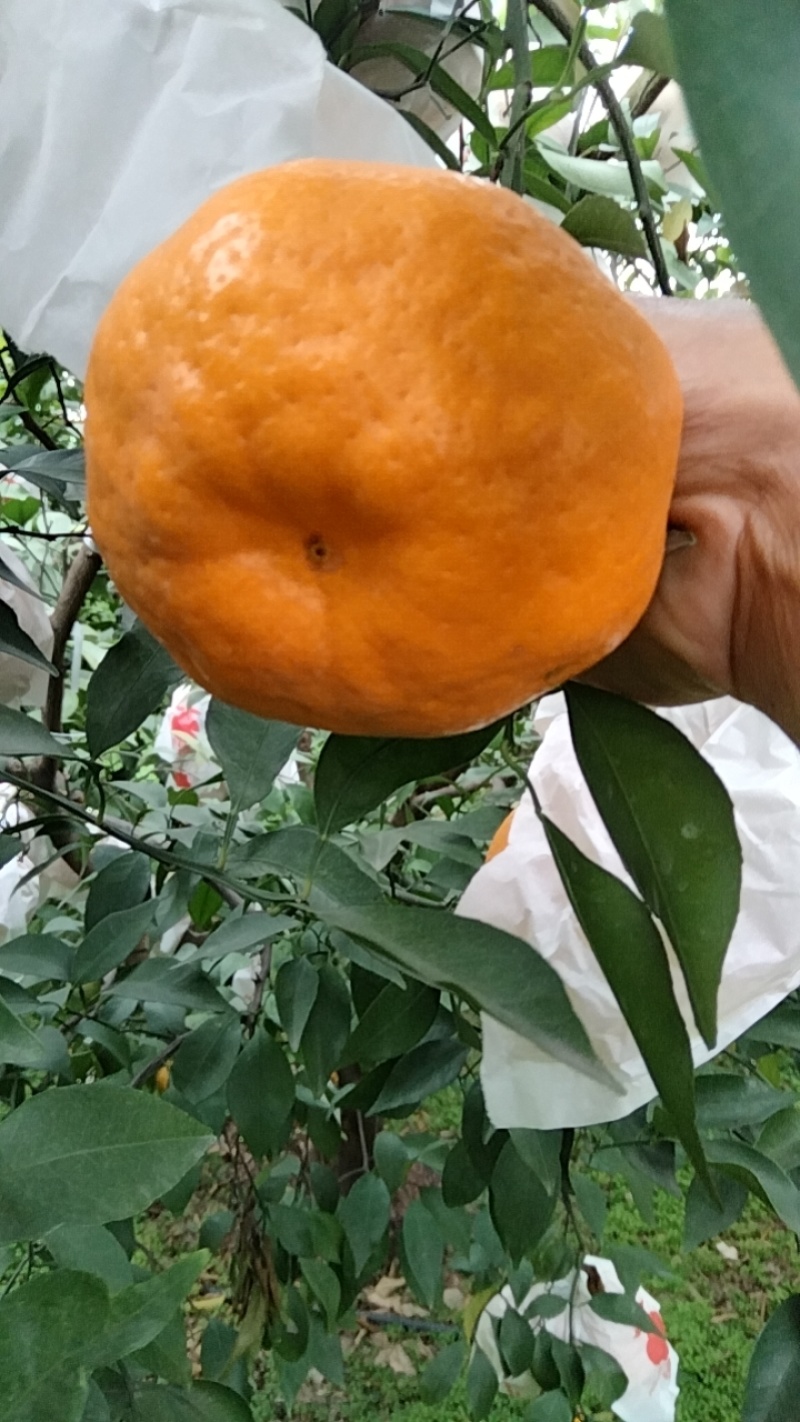 眉山春见耙耙柑