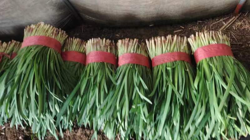 莱州紫根韭菜陆续上市