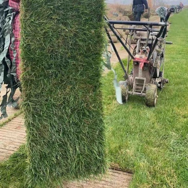 马尼拉混播，草坪草优质草皮产地直发，欢迎客商来电咨询