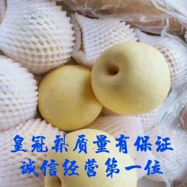 【精品】皇冠梨【新梨】一级果，二级果，大量货源，诚信经营