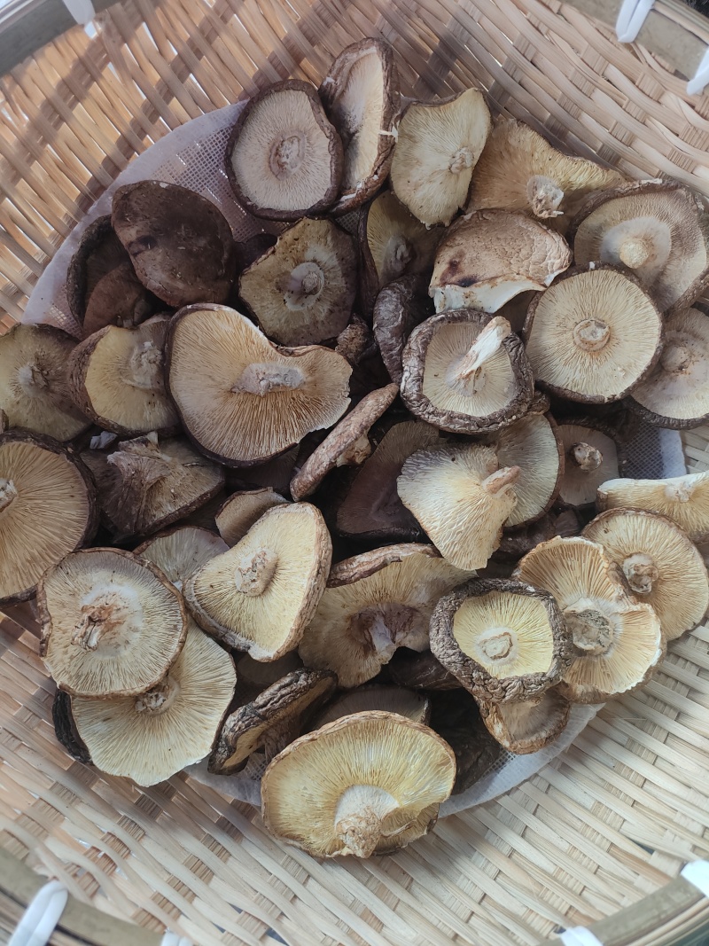 剪脚香信菇