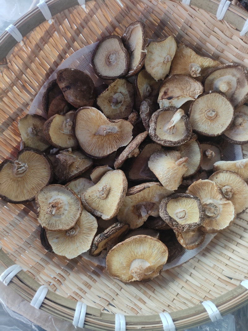 剪脚香信菇