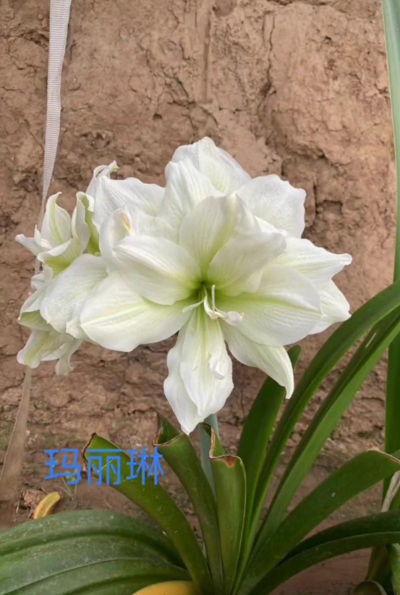 重瓣朱顶红种球【进口品种，多种颜色，混发，欢迎选购】