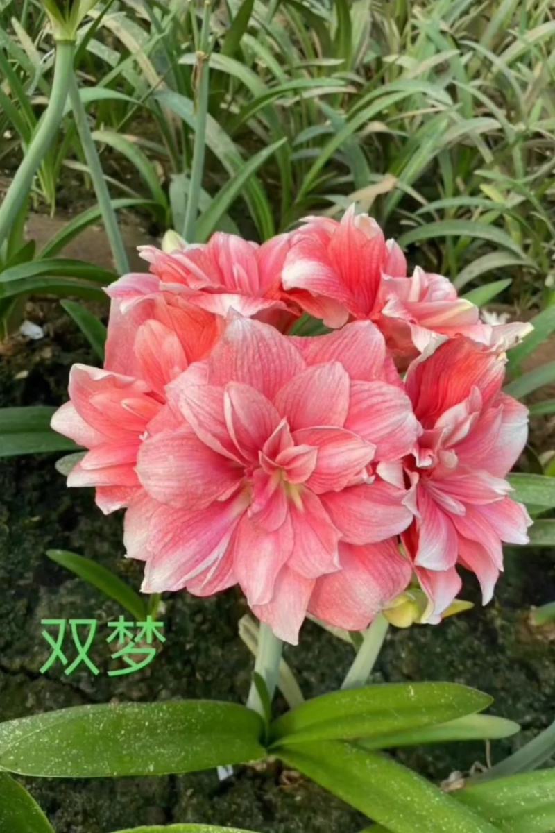 重瓣朱顶红种球【进口品种，多种颜色，混发，欢迎选购】