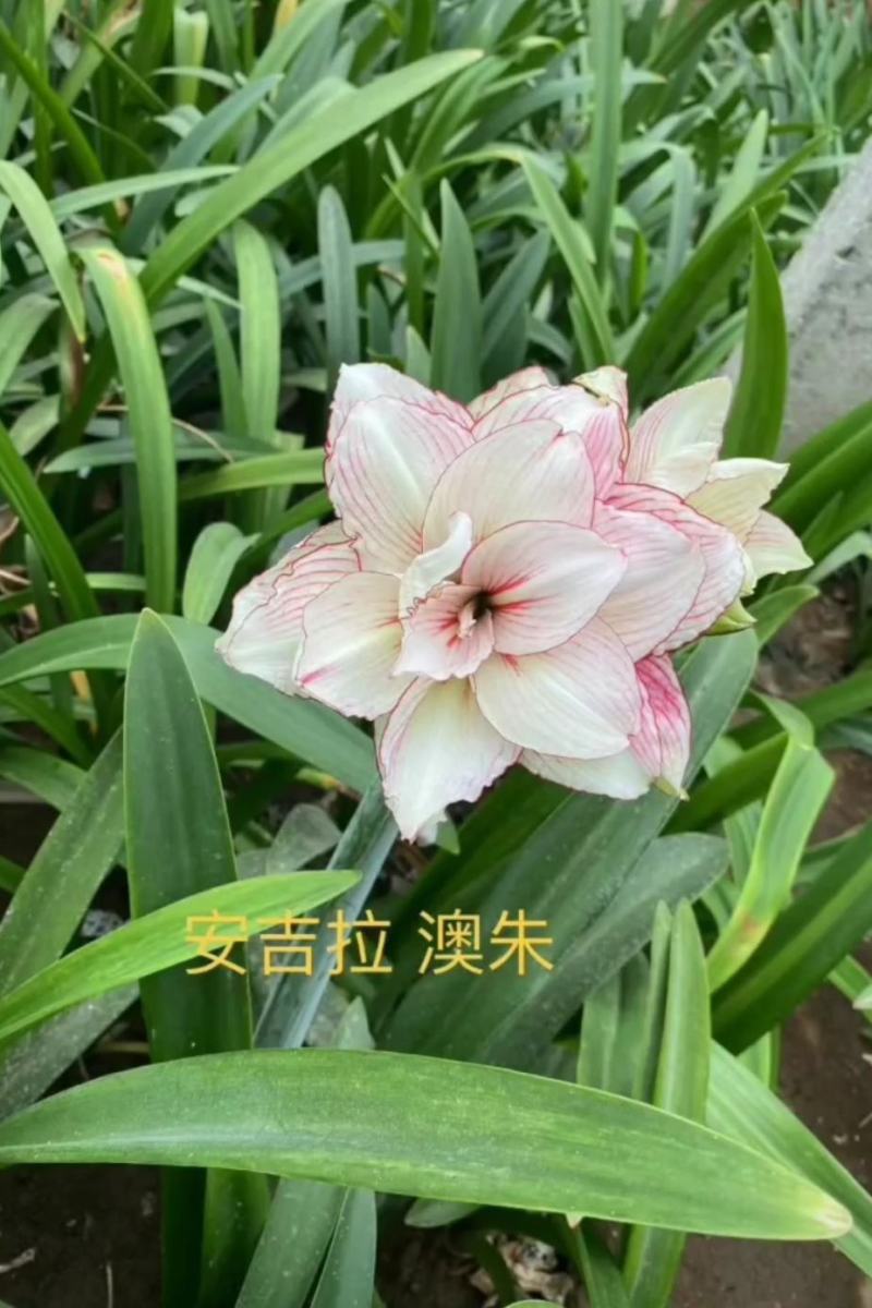 重瓣朱顶红种球【进口品种，多种颜色，混发，欢迎选购】