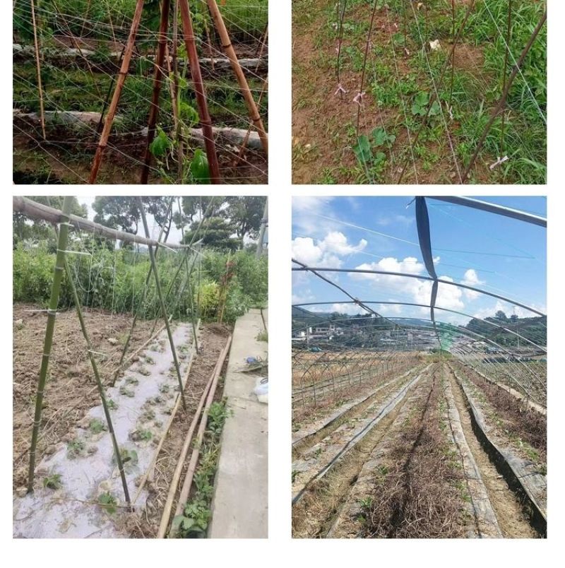 爬藤网瓜果豆角种植专用厂家直供量大从优需要联系