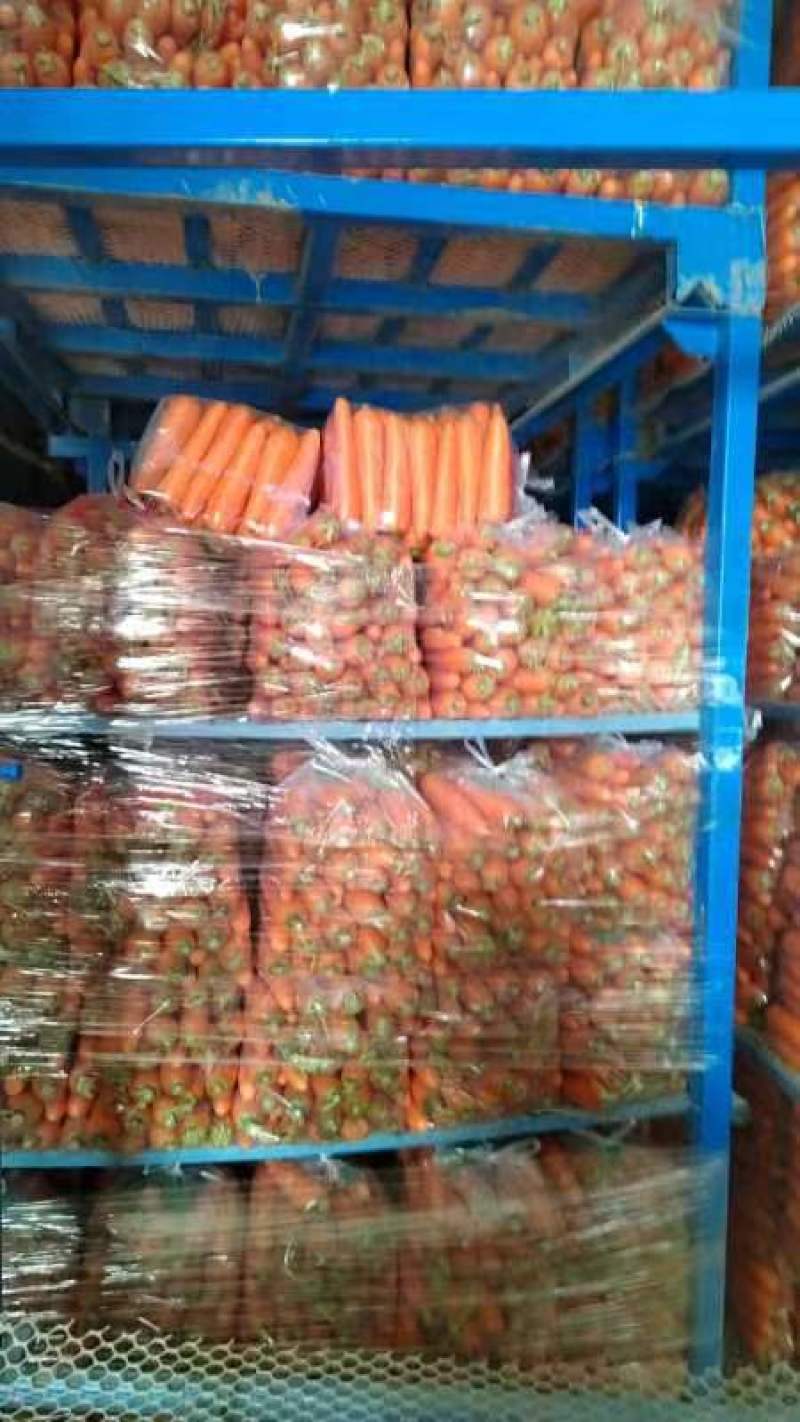 开封市精品三红胡萝卜，代收代发一条龙服务保证质量物美价廉