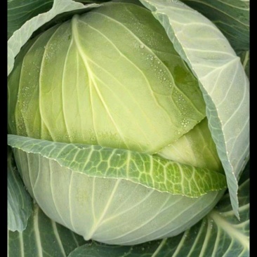 湖北甘蓝扁包菜大量上市中，产地供货质量好价格公道