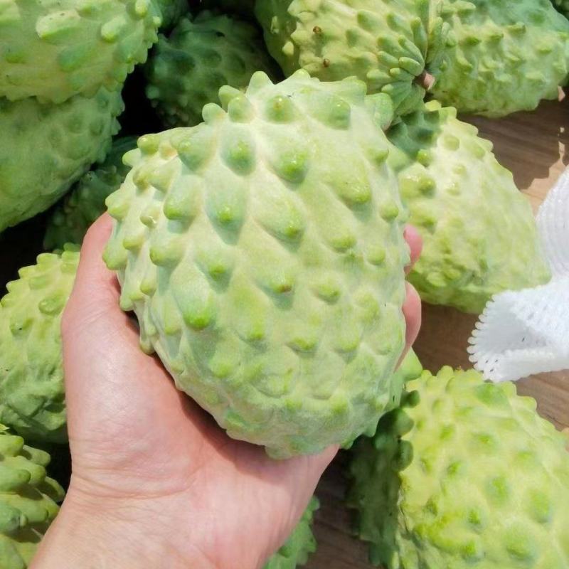 云南释迦果大量供应，一手货源，自产自销，对接全国客商