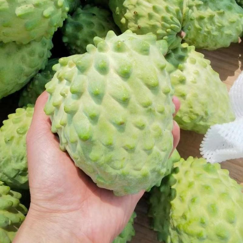 云南释迦果大量供应，一手货源，自产自销，对接全国客商