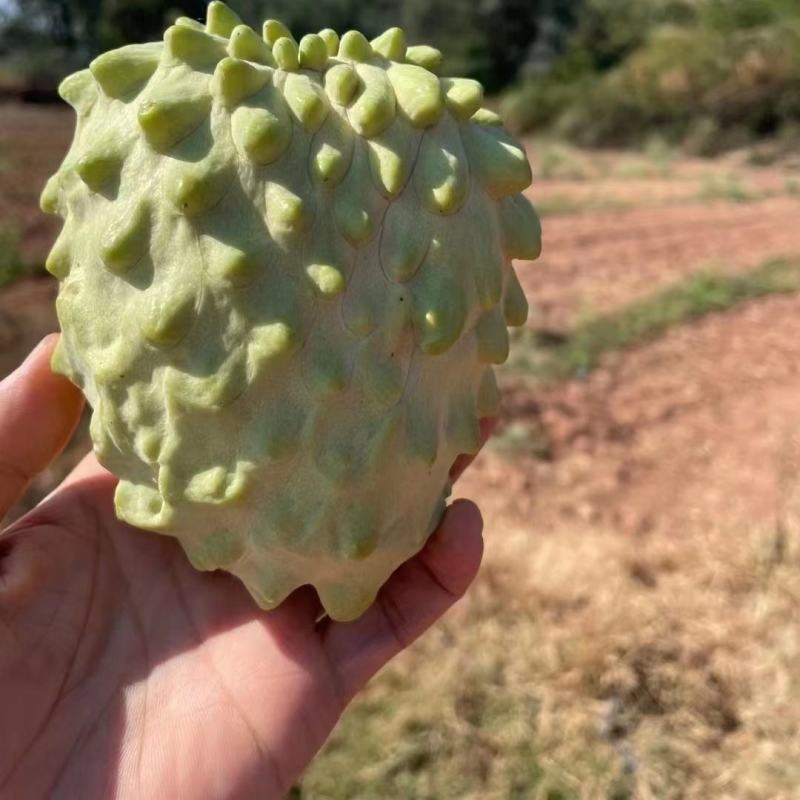 云南释迦果大量供应，一手货源，自产自销，对接全国客商