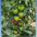 免费试种306耐热粉果大番茄种子适合春秋拱棚栽培抗TY