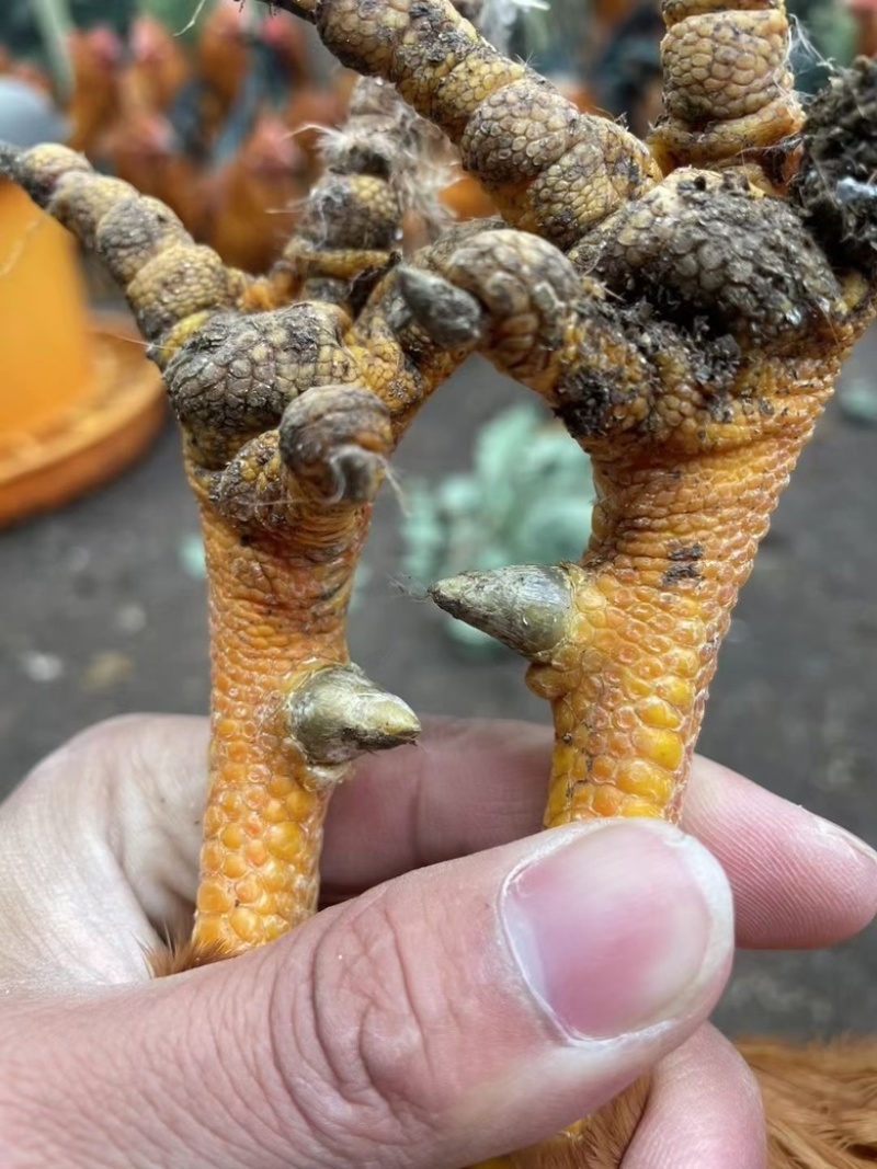 广西灵山土阉鸡