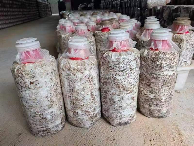 红托竹荪菌棒——高品质红托竹荪菌种，全程一条龙服务！