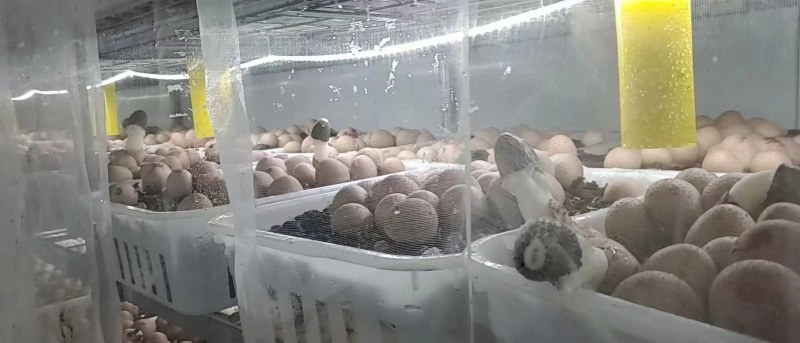 红托竹荪菌棒——高品质红托竹荪菌种，全程一条龙服务！