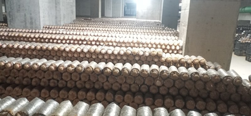 红托竹荪菌棒——高品质红托竹荪菌种，全程一条龙服务！