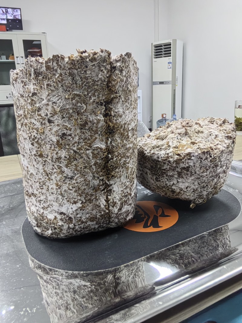 红托竹荪菌棒——高品质红托竹荪菌种，全程一条龙服务！