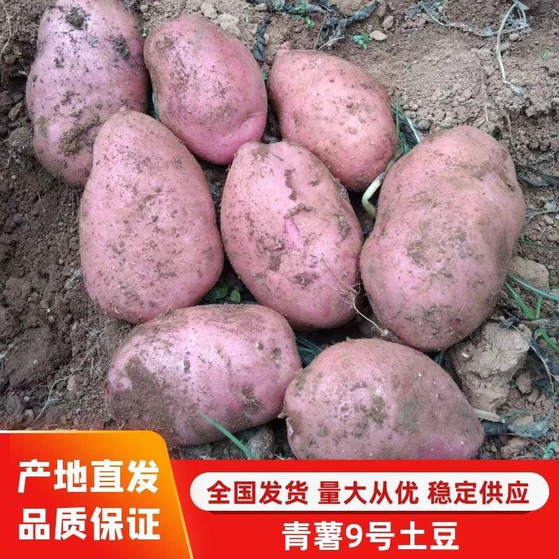云南本地土豆青薯9号土豆对接电商市场商超等各类客户